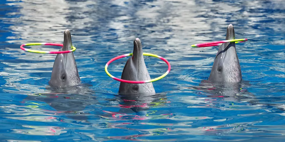 3 Delphine mit Hula Hoop Reifen im Bassin